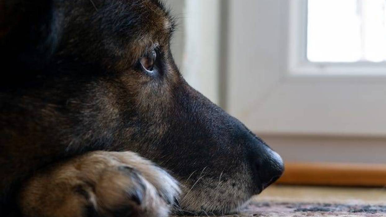 dog