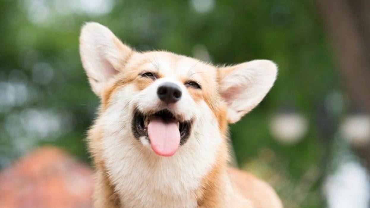 Dog