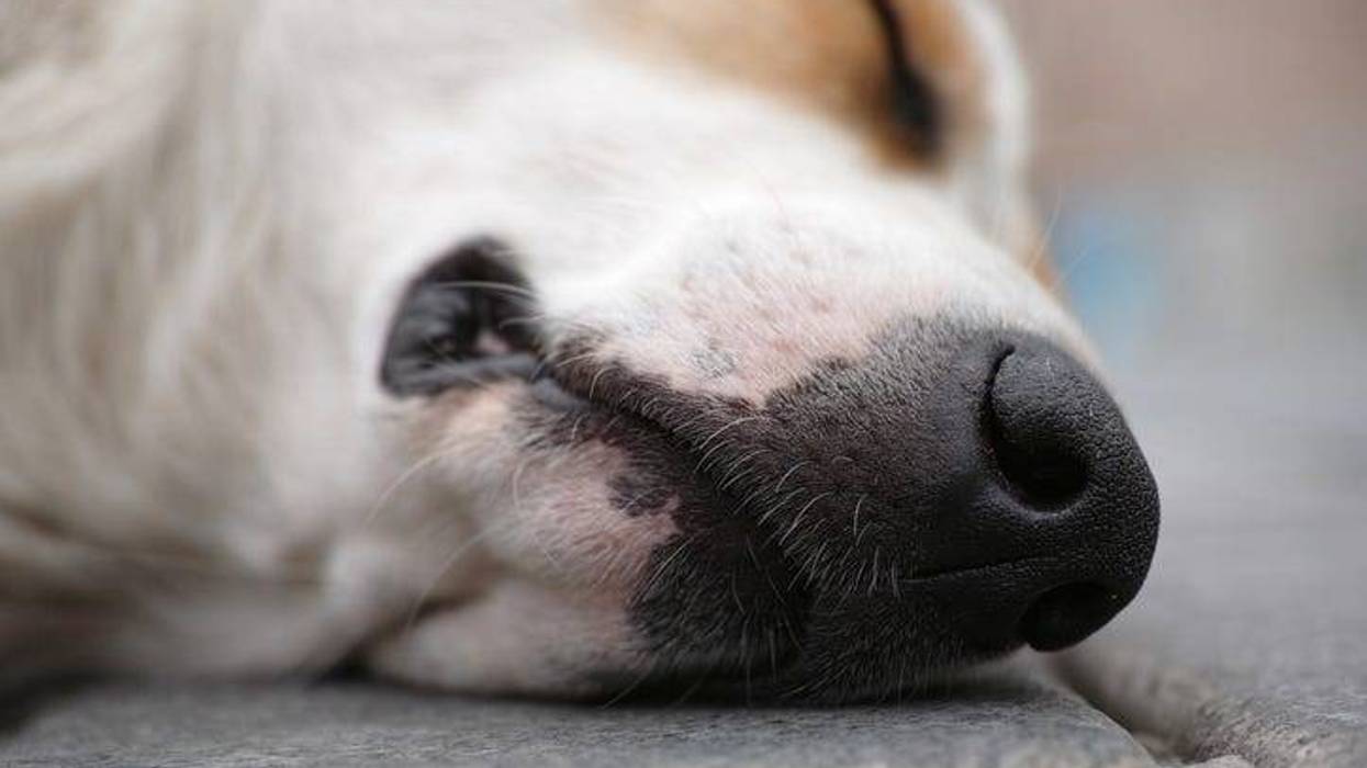 dog