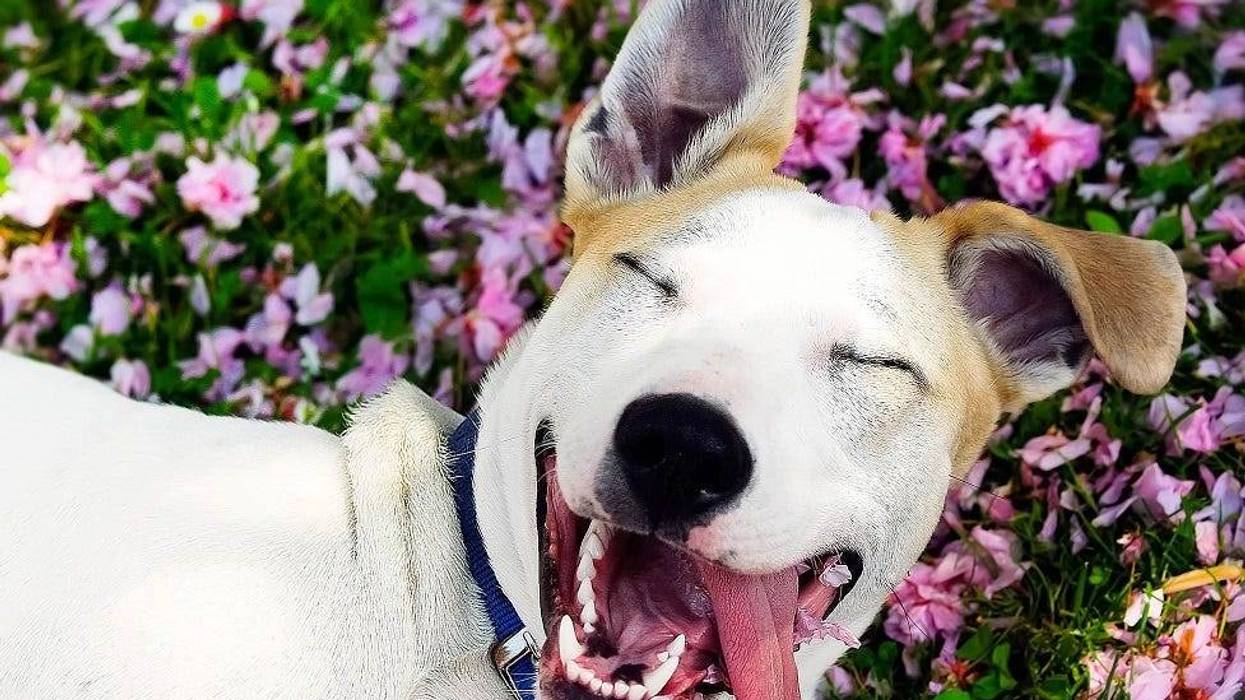DOG
