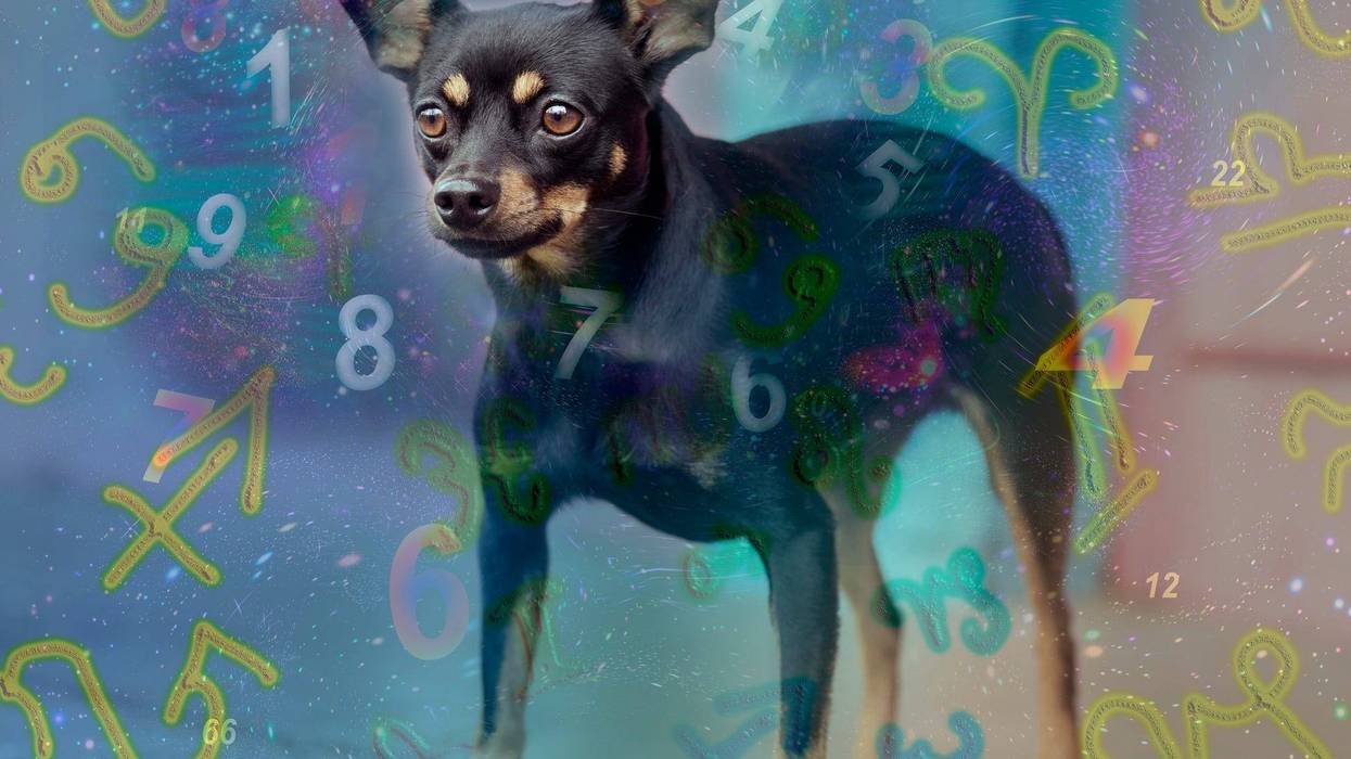 dog