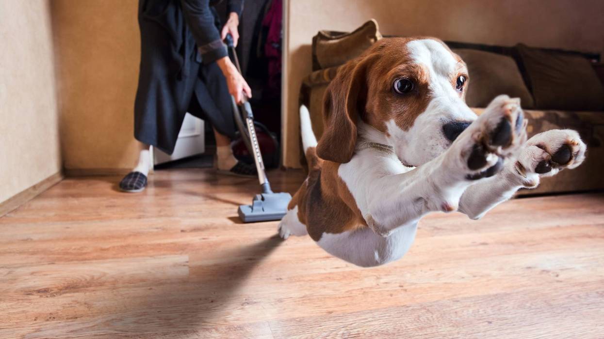 dog