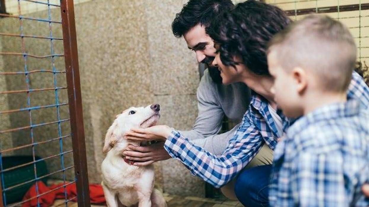 Dog