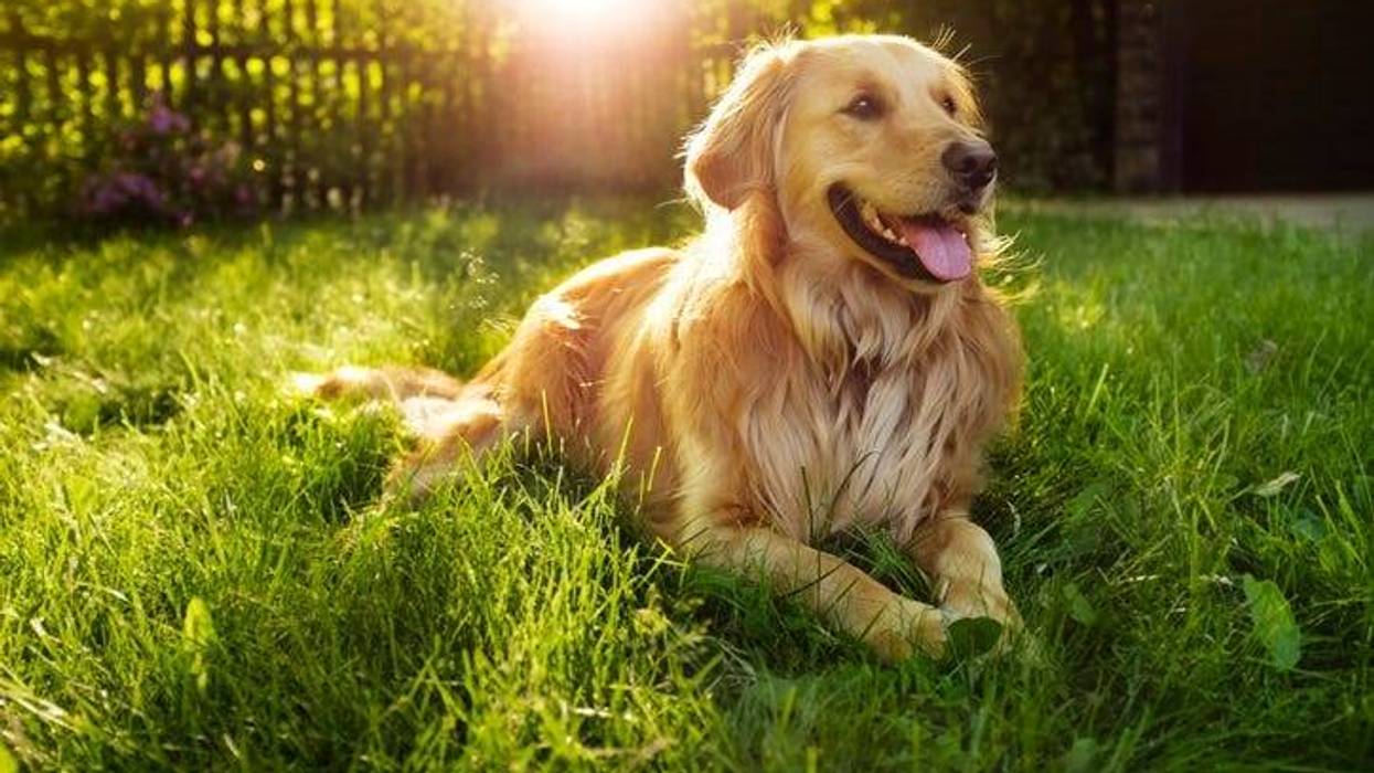 dog