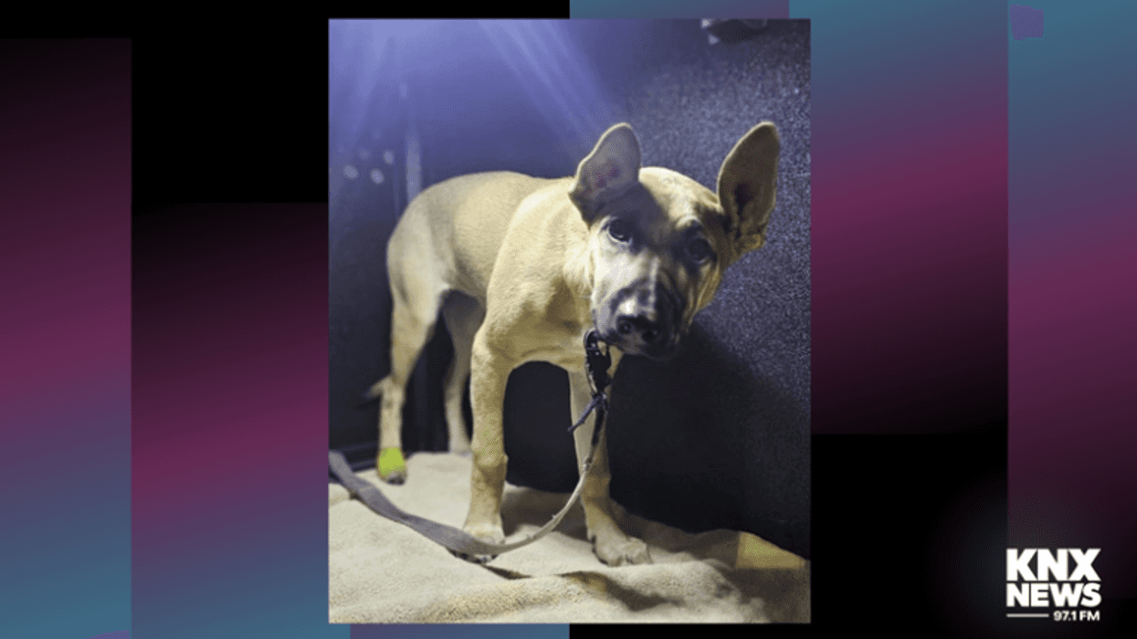 Dog