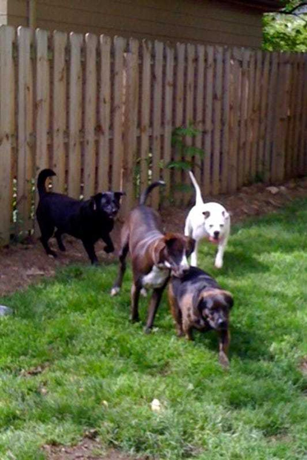 Doggies
