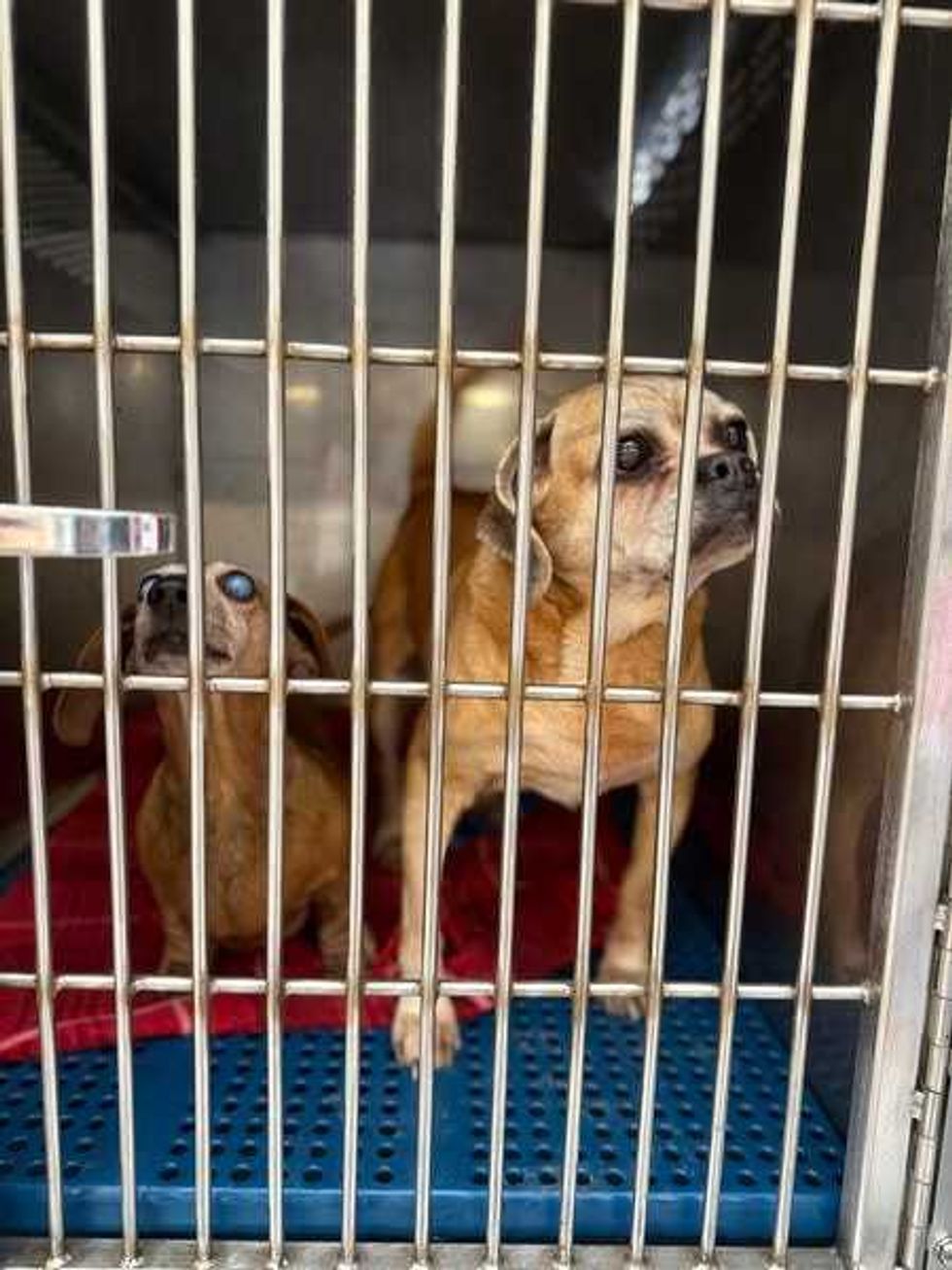 Dogs and cats rescued from deplorable conditions in Hamburg