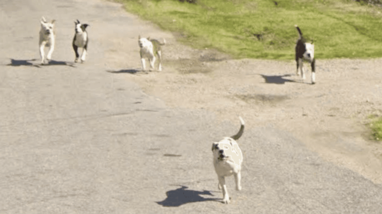 Dogs believed to be from the pack that killed a man in Washington Park, IL