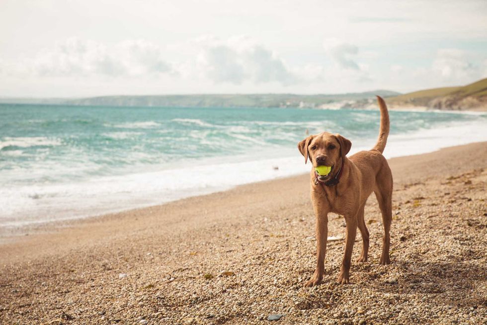 Dogs can go to the beach
