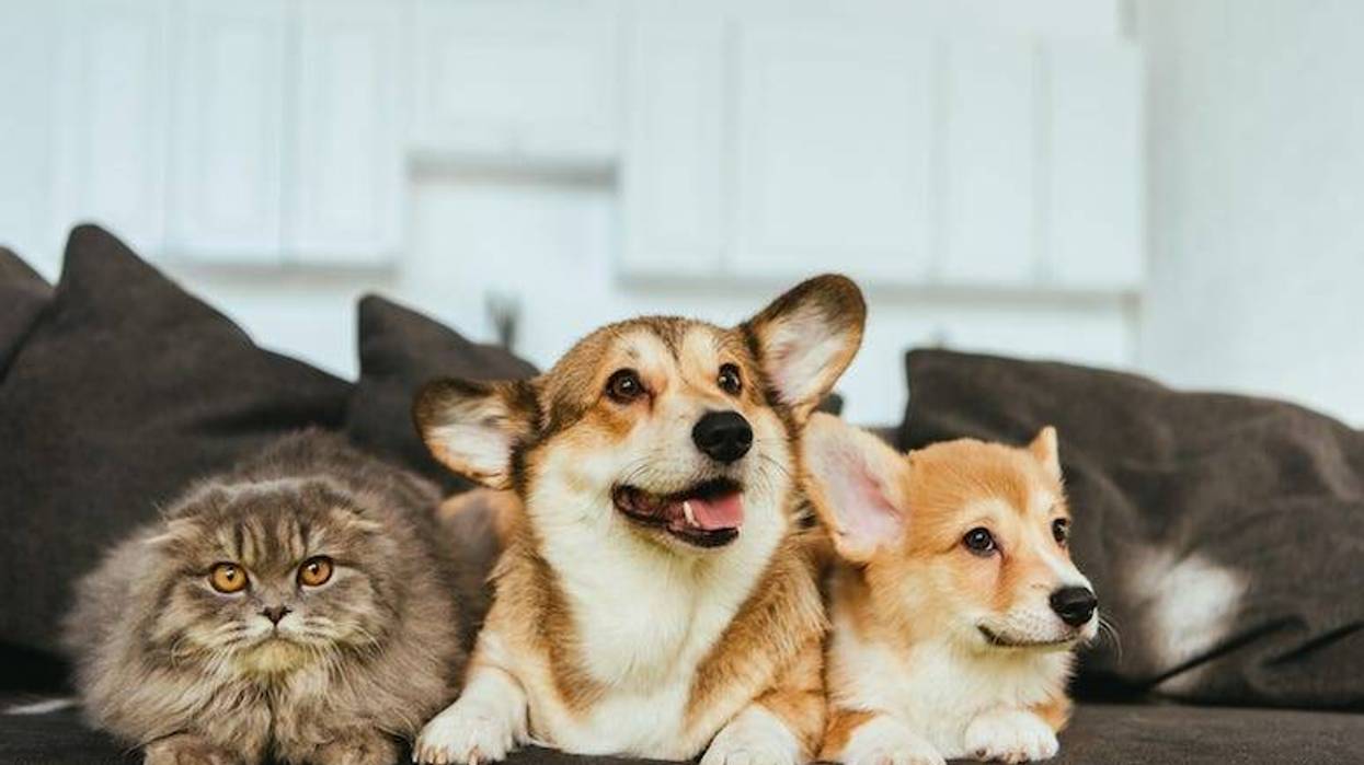 Dogs, Cat, Corgis, British Longhair, Couch