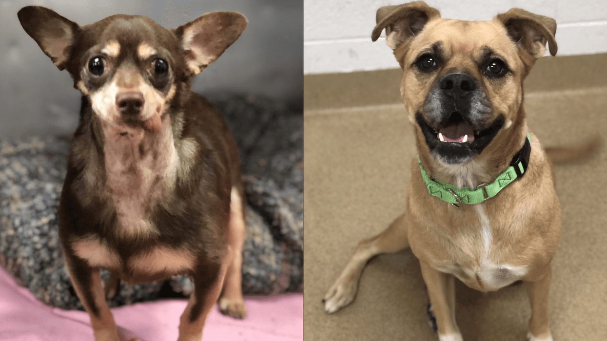Dogs for adoption - Goober and Piglet