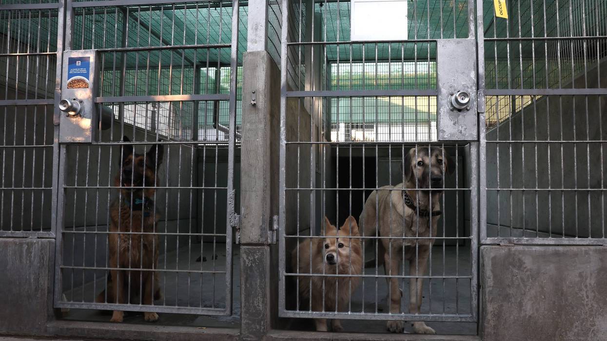 dogs in kennels