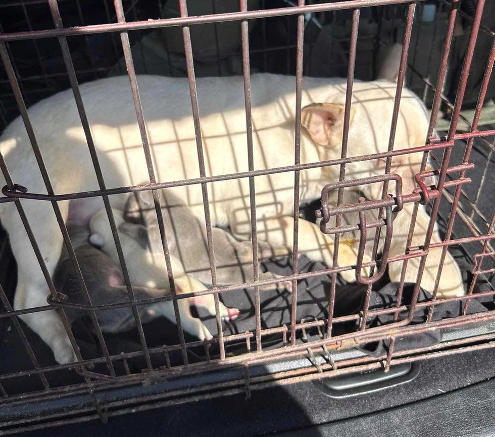 dogs in pen