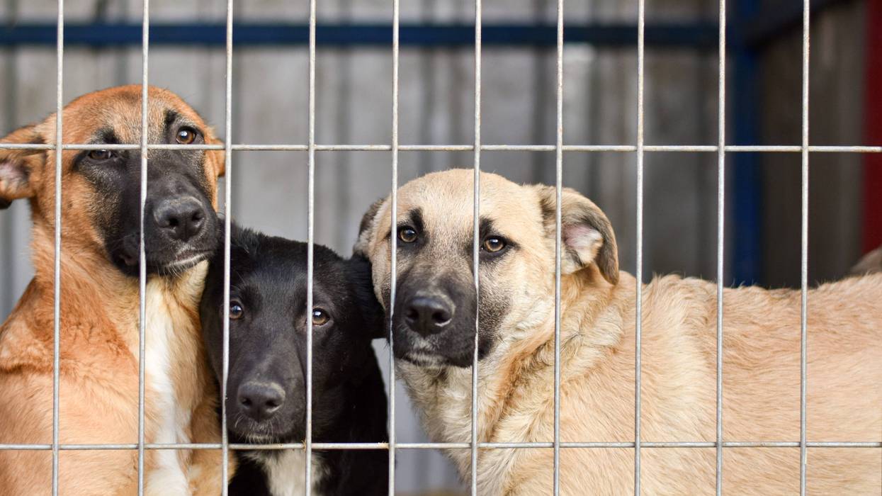 dogs in shelter