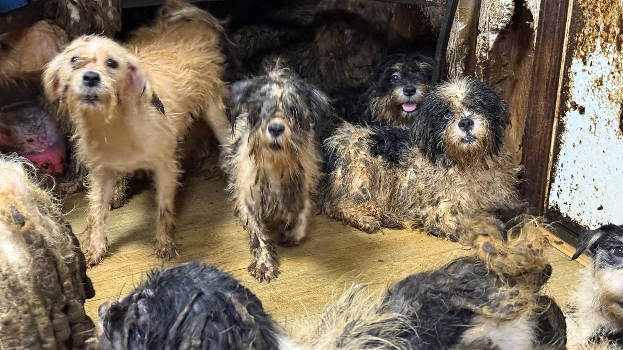 Dogs kept in filthy conditions in hoarding situation
