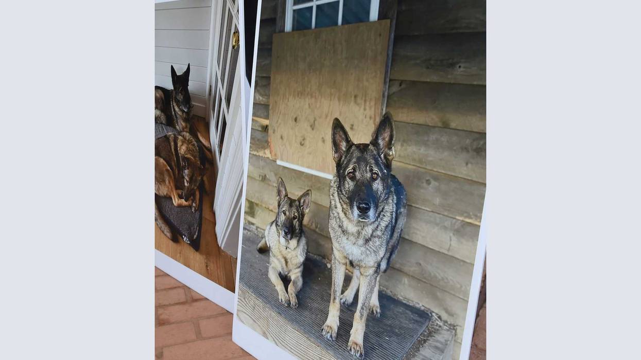 Dogs Killed Hunter Charged
