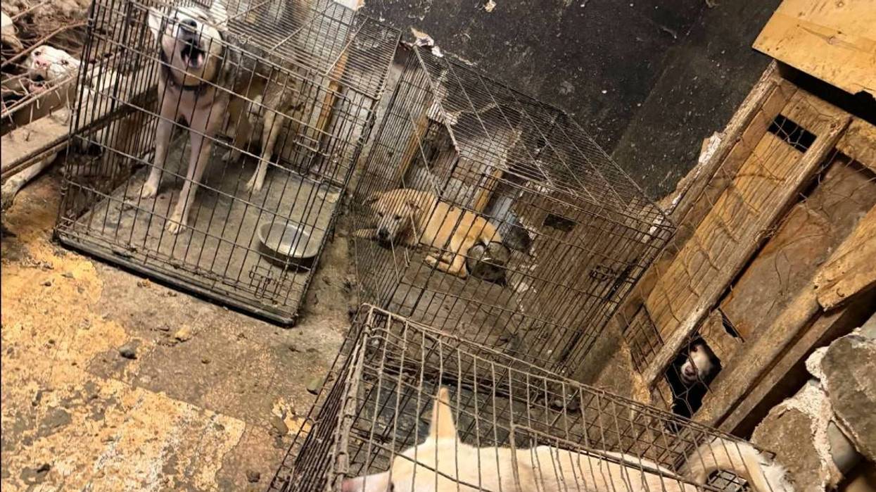 Over 100 animals rescued amid horrific W. PA neglect cases