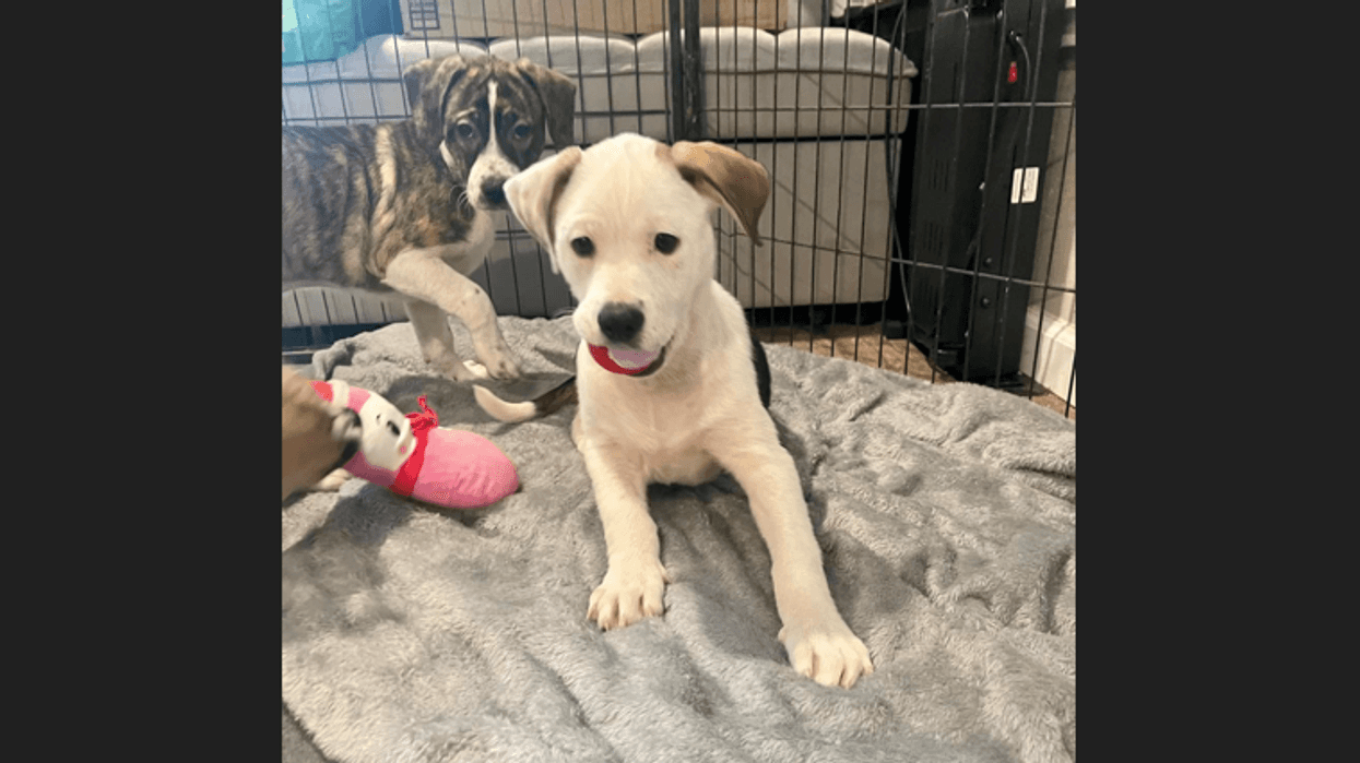 Dogs rescued by Fisher’s Furry Friends of PA