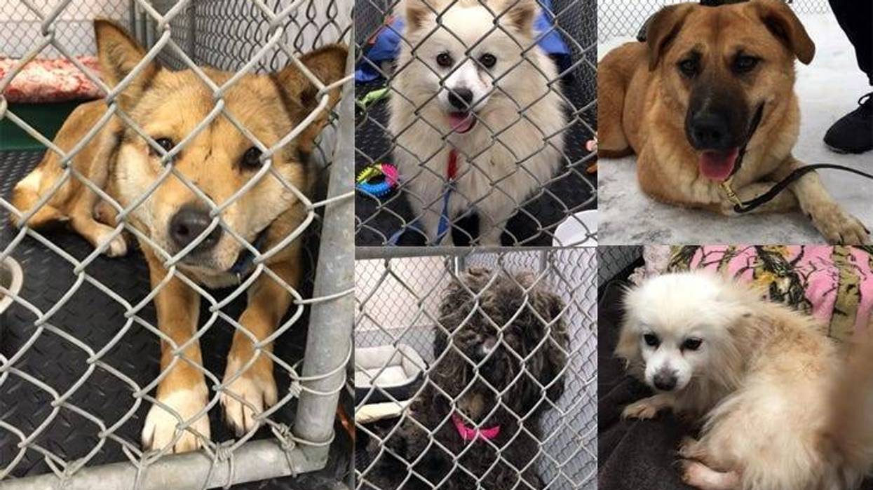 Dogs rescued from meat trade in South Korea