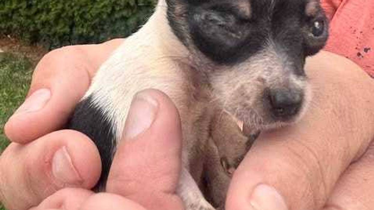 Dogs rescued from Wauconda home will be adopted