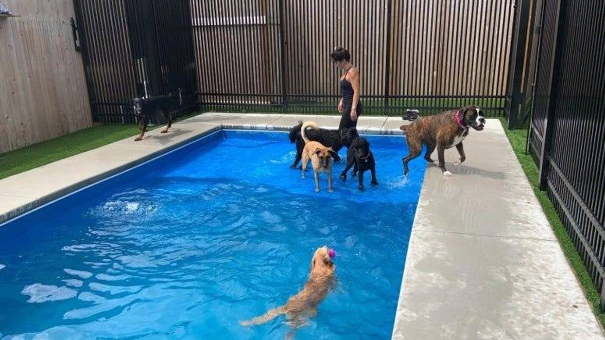 Dogs swimming in the pool at The Canine Sport ‘n’ Swim Club