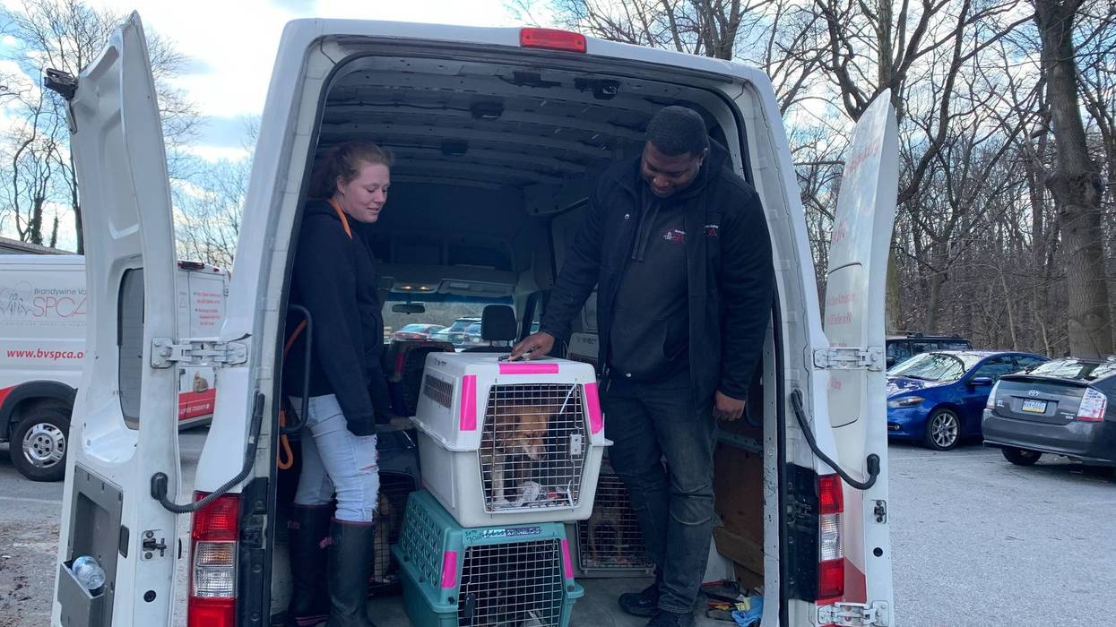 Dogs that survived the Puerto Rico earthquakes are transported to the Brandywine Valley SPCA.