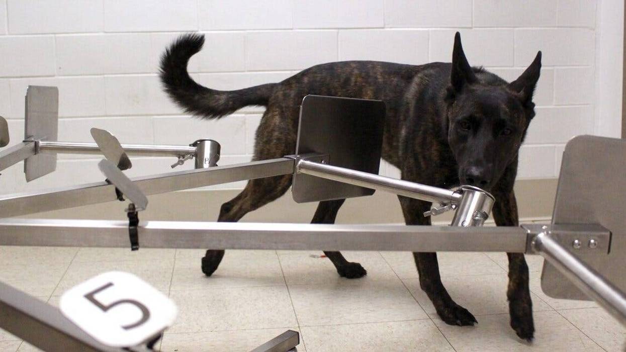 Dogs train to sniff out COVID-19