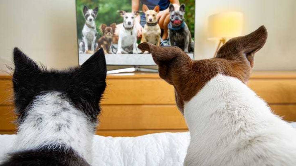 Dogs TV