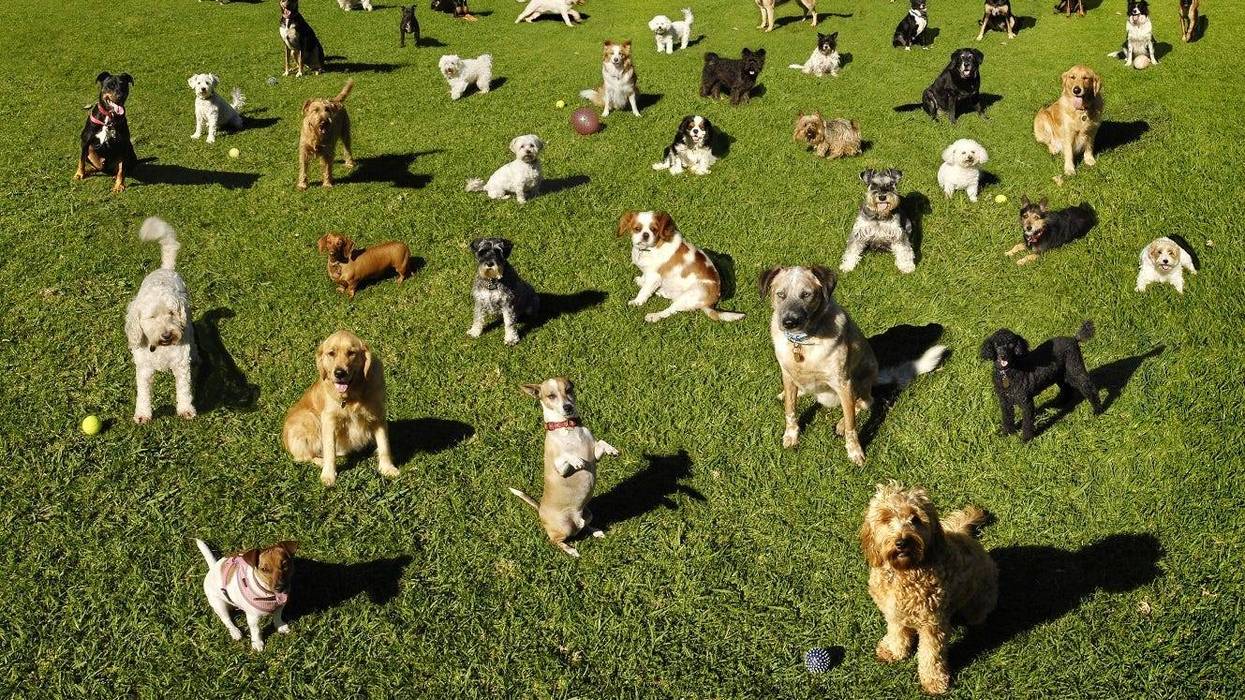 Dogs