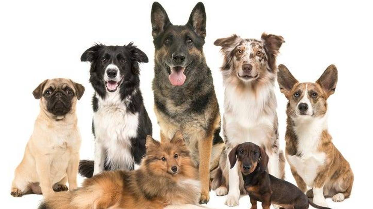 Dogs
