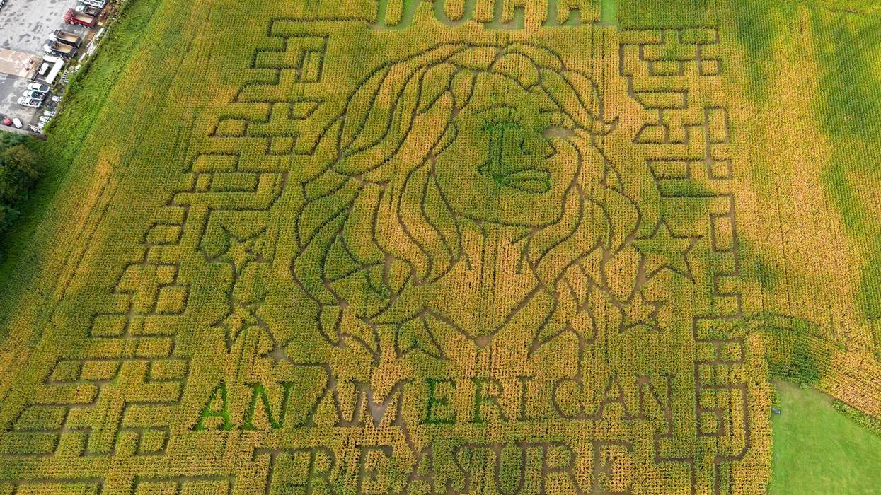Dolly Parton Corn Maze 867
