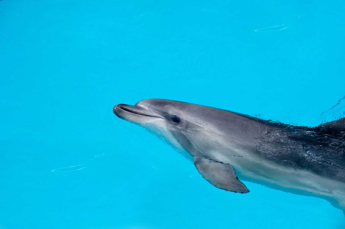 Dolphin in a blue water.
