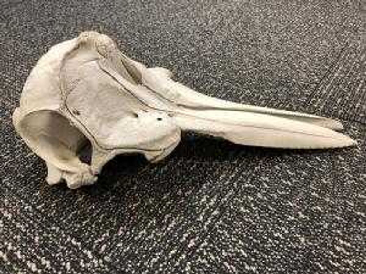 Dolphin skull found in luggage.