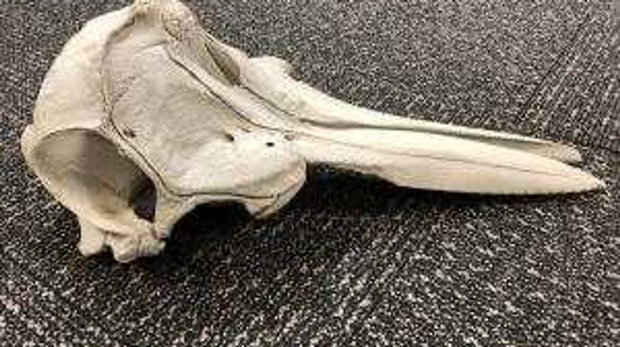 Dolphin skull found in luggage.