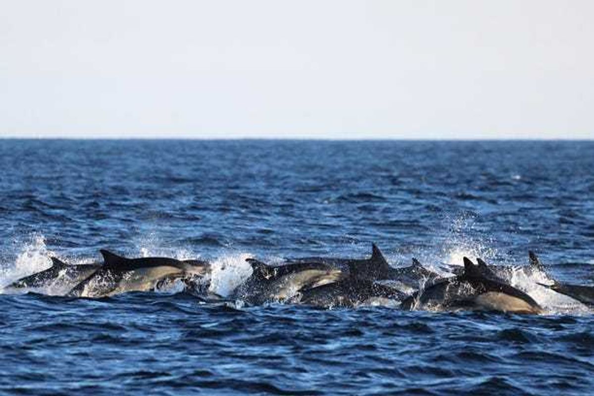 dolphin stampede