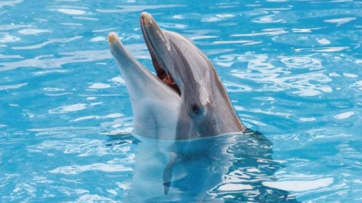 Dolphin