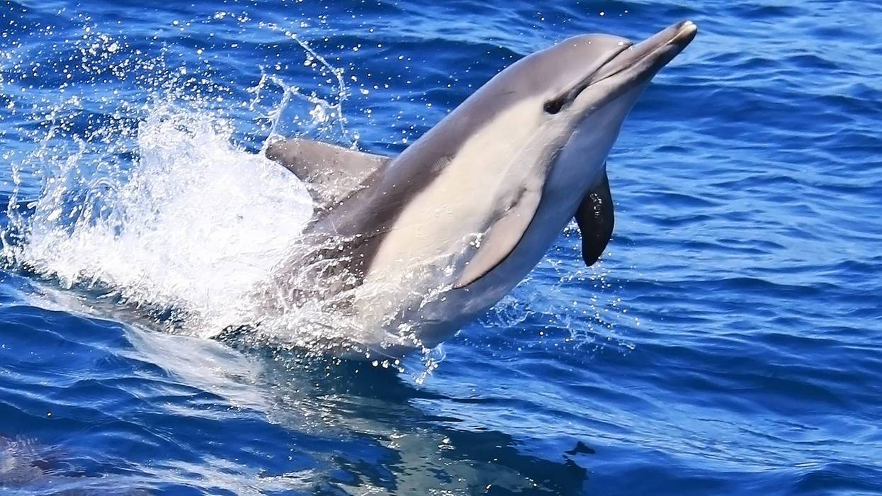 Dolphin