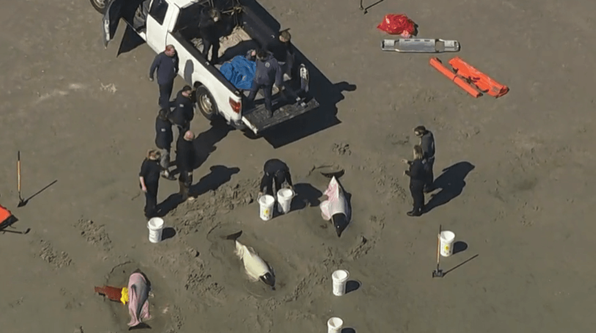 Dolphins washed ashore in Sea Isle City, N.J., on Tuesday morning.
