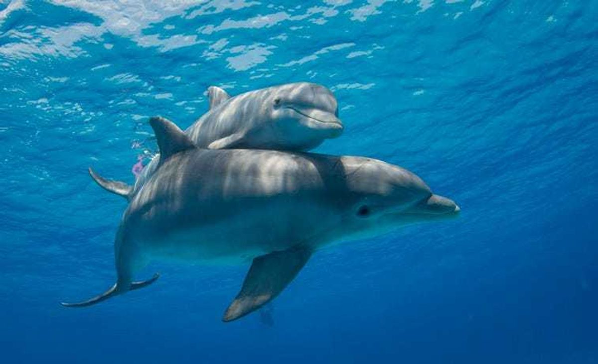 dolphins