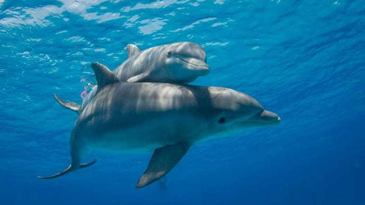 dolphins