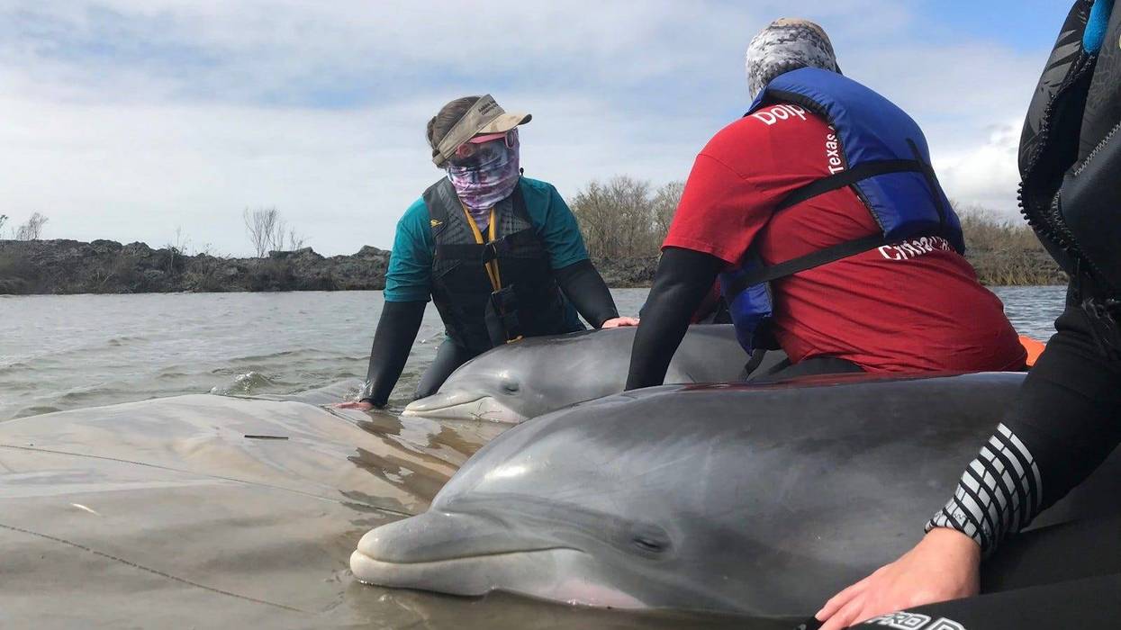Dolphins