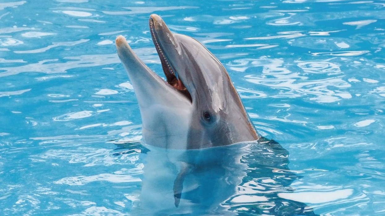Dolphins