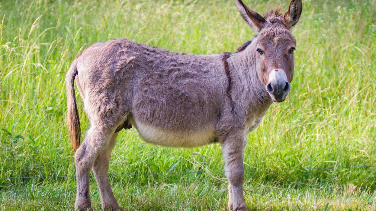 Donkey