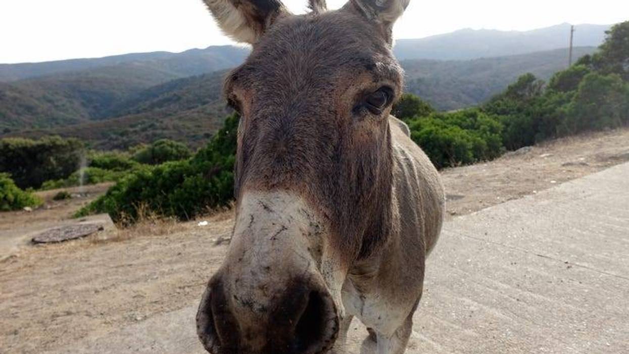 Donkey
