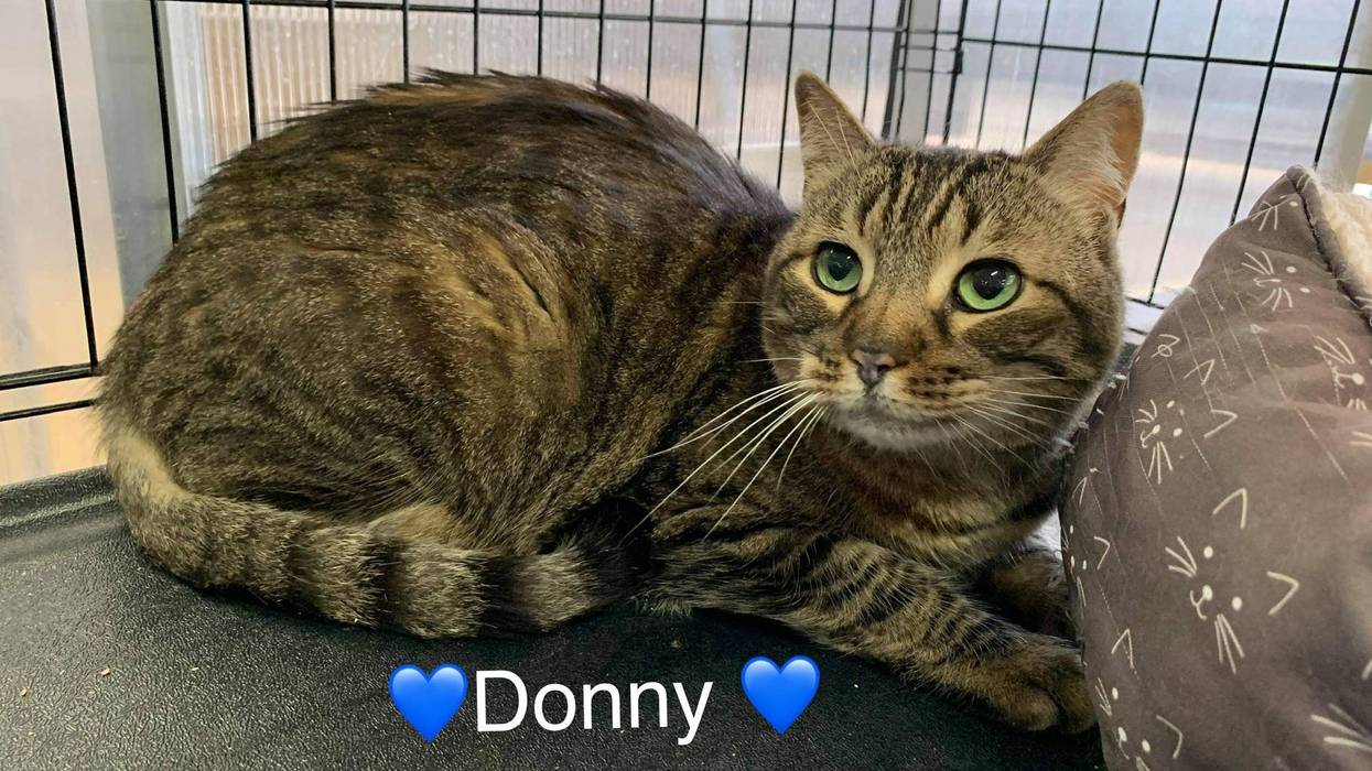 Donny, a nine year old Tabby cat up for adoption through ARE Animal Rescue in Hemet