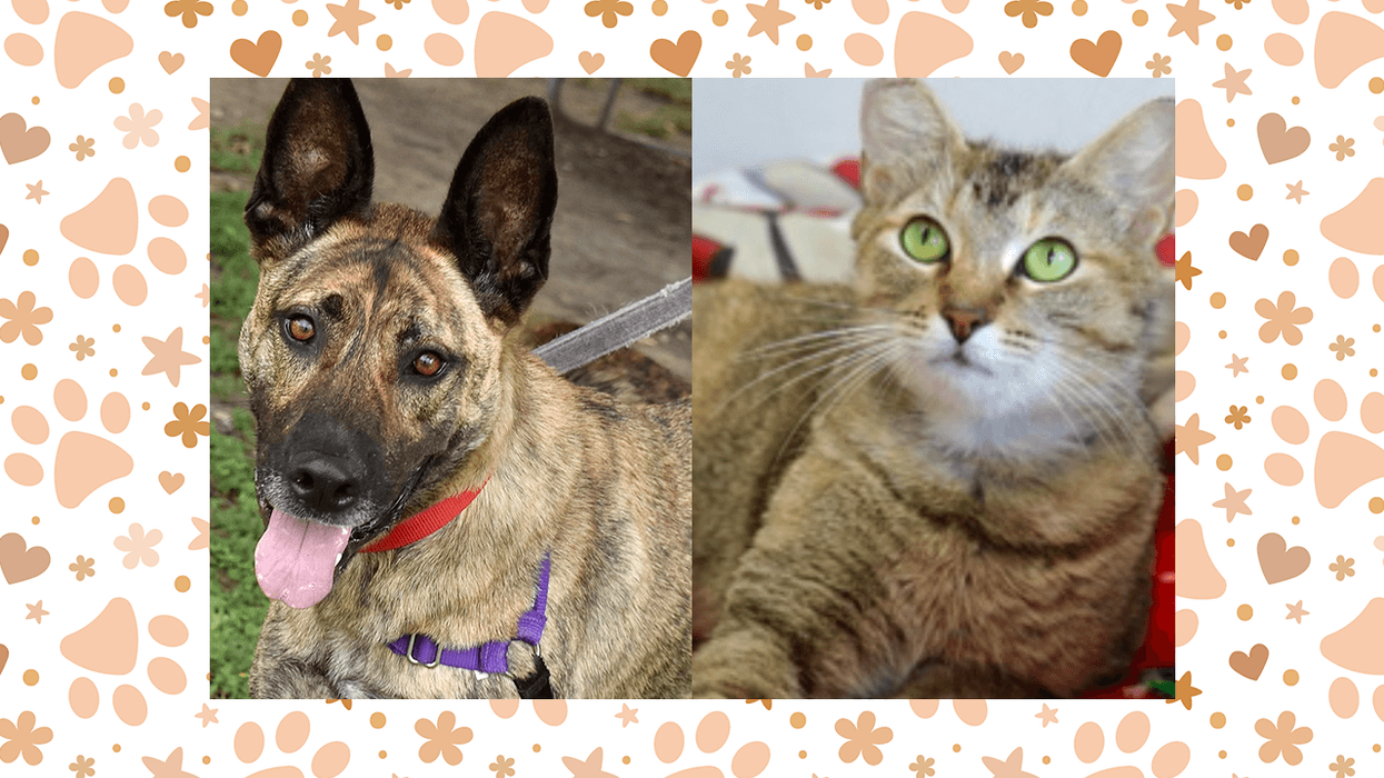 Wet Nose Wednesday: Donut and Baby Bunny