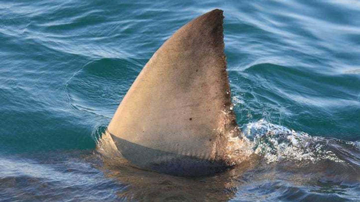 Dorsal fin of the great white shark.
