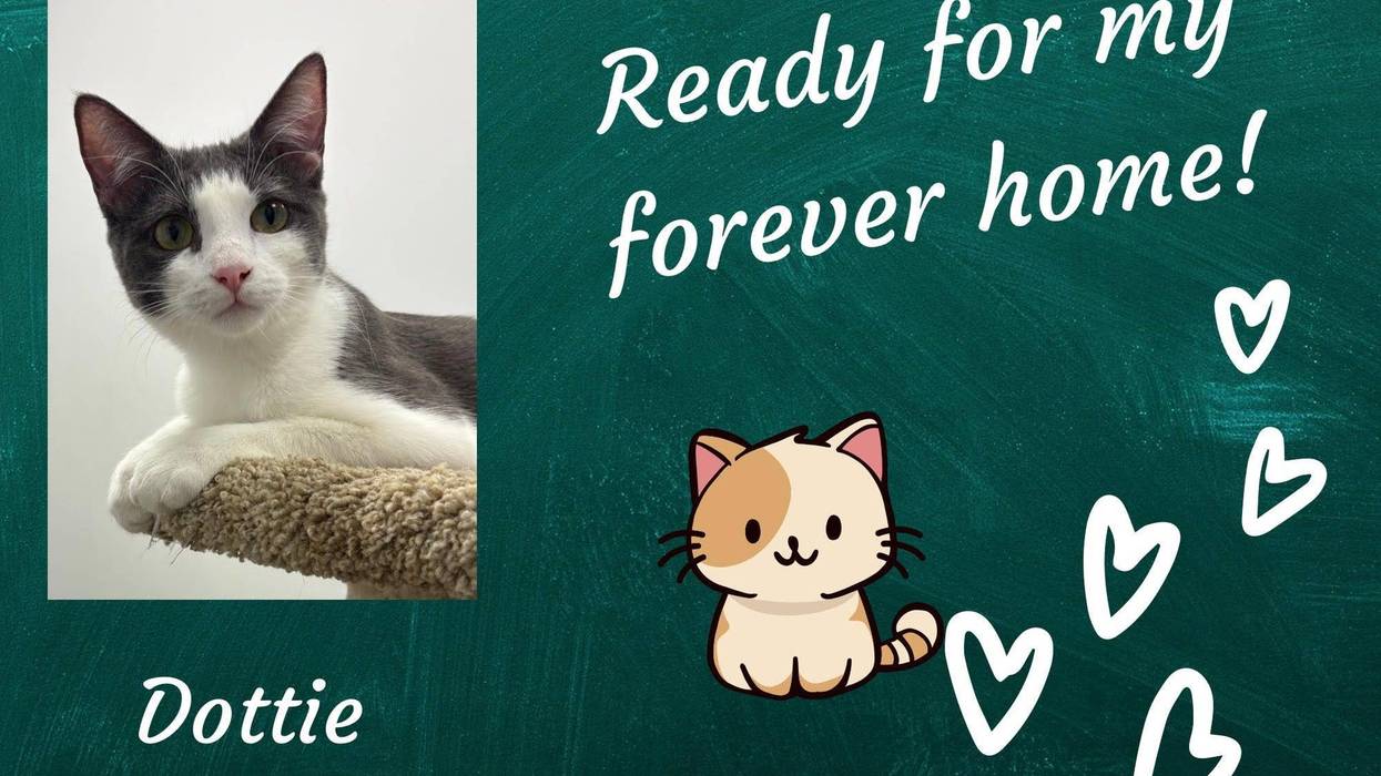 Dottie, an eight month old gray and white kitten