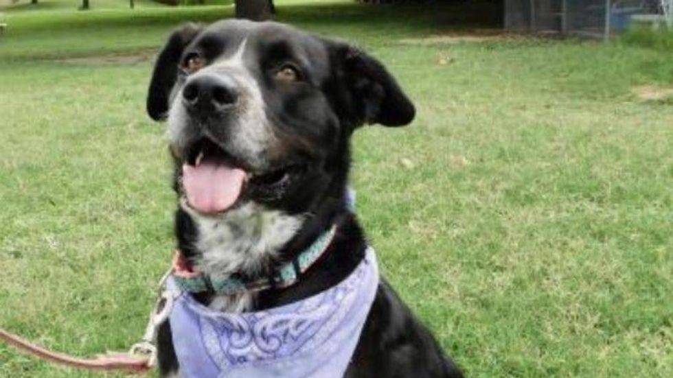 Dottie @ Austin Human Society 8/25/21