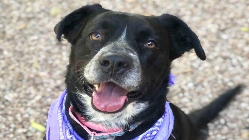Dottie @ Austin Humane Society 7/6/21